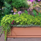 Southern Patio 36 in Medallion Hanging Windowsill Garden Box Planter, Terracotta