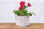 Wooden Planter Box l Rustic Barn Whitewash with Plastic Liner l Garden Decor l Restaurant and Wedding Decorations (6x6 Set of 2, Whitewash)