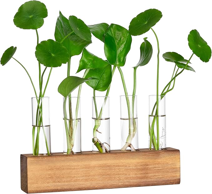 Terrariums Propagation Station with 5 Glass Test Tubes and Wooden Stand, Brown
