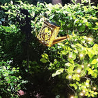Solar Watering Can Lights, Outdoor Garden Decor,LED Waterproof String Light,Metal Vintage Fairy Tale Lamps Outside,Solar Lantern with Shepherd Hook for Lawn Yard Path (Fairy)