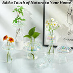 Terrarium Propagation Station Set of 6, Clear Glass Mushroom Vases