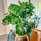 4 Pack 39 Inch Moss Pole Monstera Plant Support, Coir Moss Poles for Climbing Indoor Plants, Bendable Plant Stake Trellis for Potted Plant, Pothos, Philodendron