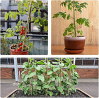 30pcs 3/10" D Thicker Heavy Duty Bamboo Stakes, 2FT Plant Stakes, Natural Garden Stakes for Tomato, Bean, Flowers,Trees Potted and Climbing Plant Support