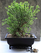 Planters 2-Pack Brown Recycled Plastic Rectangular Bonsai Pots, 14 Inch