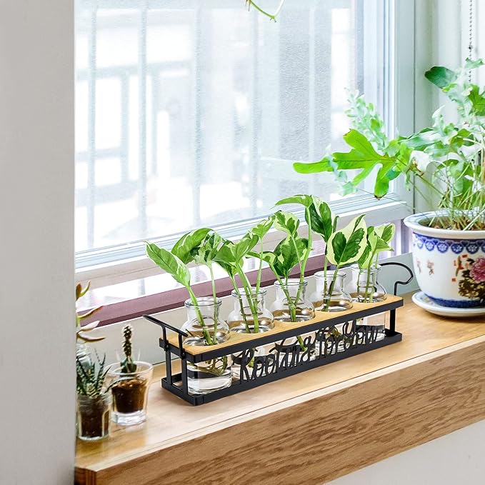 Terrarium Propagation Station with 5 Glass Jars and Black Metal Stand