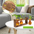 Terrarium Propagation Station, 3 Amber Glass Bulbs with Wooden Stand