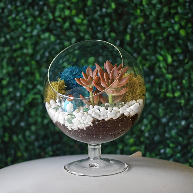 Glass Terrarium Kit with Oval Modern Design and Reindeer Moss