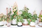 Treleaf Zella Grande Starter Kit – Wooden Extendable Plant Trellis for Indoor Climbing Houseplants – Modular Plant Support with 2 Bases + 2 Extensions - Moss Pole Alternative