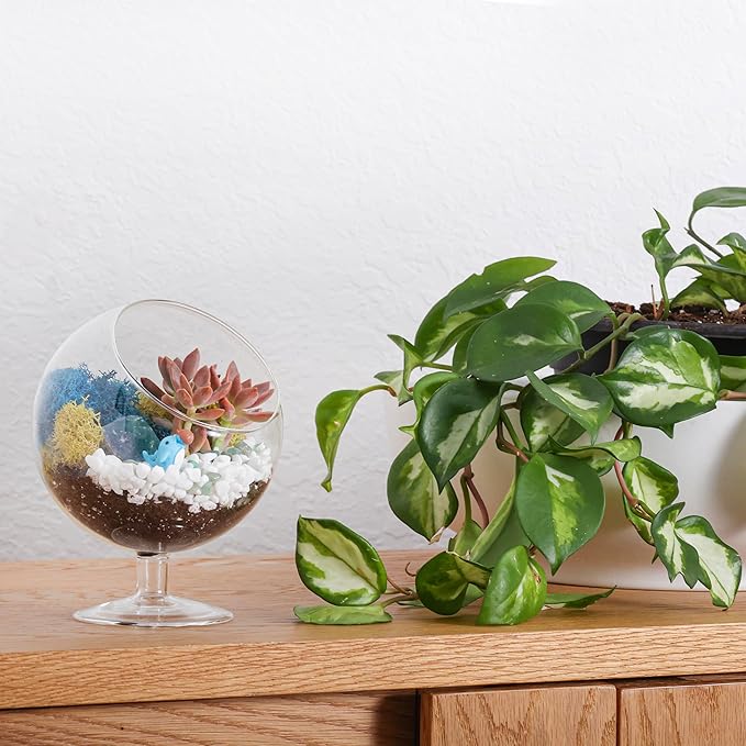Glass Terrarium Kit with Oval Modern Design and Reindeer Moss