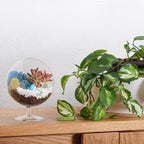 Glass Terrarium Kit with Oval Modern Design and Reindeer Moss