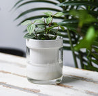Phoenix Vine 4 Inch Self Watering Planter, White Terracotta Clay Pot with Glass Reservoir for Indoor Plants, Herbs, Flowers, Set of 4, 52-B-E-4