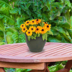 Sunnydaze Round Ceramic Planter - Set of 2 Indoor or Outdoor Plant Pots with Drainage Hole - Studio - 9" - Gray Glaze