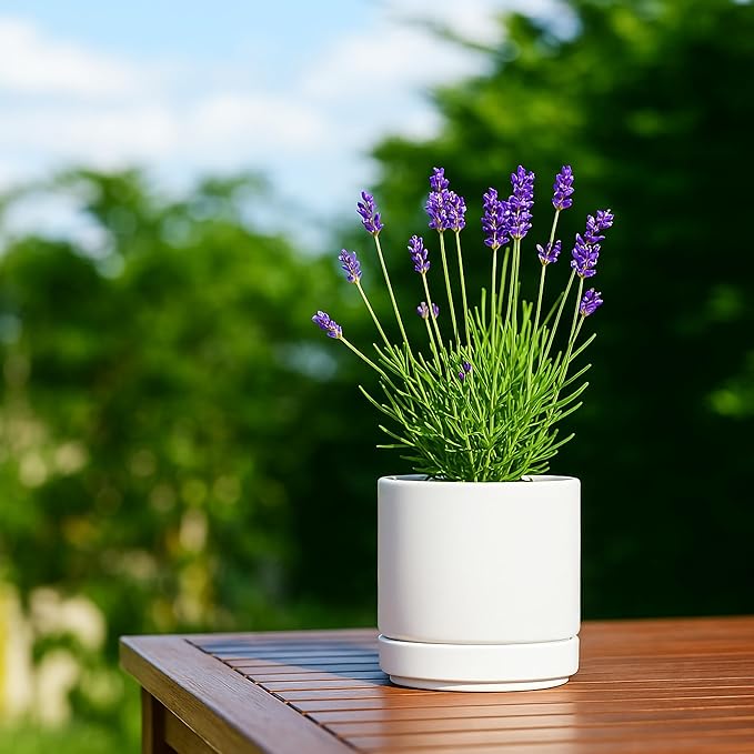 Planters: Set of 4 White Round Ceramic Pots with Saucers