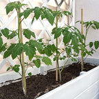 Plant Stakes,12 Inches Natural Garden Bamboo Sticks,BOVITRO 20Pcs Plant Support Stakes for Tomatoes,Beans,Vegetable and Potted Plants