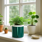 D'vine Dev 4 Inch Design Self Watering Planter for Indoor Plants, White Terracotta Pot with Teal Cylinder Glass Cup, Set of 3,37-Z-A-5-T
