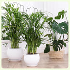 LEIFIDE 2 Pcs 33in Plant Trellis for Climbing Plants Indoor, Expandable Large Metal Trellis for Potted, Heavy-Duty Tall Rustproof Houseplant Support for Flowers Vine Ivy Pothos Hoya Monstera