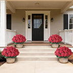 2 Pack Artificial Geranium Flowers Topitary Trees for Outdoors, UV Resistant Geraniums Potted Bushes Look Real Silk Faux Plants for Front Door Garden Porch Planter Farmhouse Home Decor (Red)