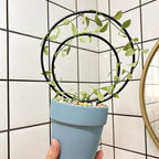 Mirthdino Premium Hoya Trellis - Unique Metal Plant Support for Climbing Plants - Set of 3 Different Sizes - Ideal for Indoor and Potted Plants