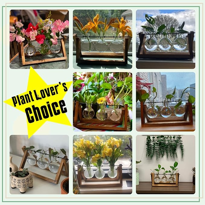 Terrarium Set, 3 Clear Glass Bulbs on Natural Wood Stand