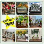 Terrarium Set, 3 Clear Glass Bulbs on Natural Wood Stand