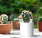 Planters: Set of 12 Matte White Plastic Pots, 3.5 Inch with Saucers
