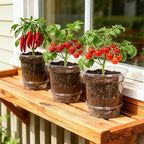 12 Pack 6.5 Inch Clear Self Watering Plant Pots with Bottom Water Tray & Watering Rope, Transparent Nursery Pots with Drainage for Seedlings, Herbs, and Houseplants