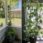 Garden Trellis for Climbing Plants, Rustproof Metal Pipe with Heavy Duty 6ft, Garden Outdoor Indoor Potted Plant Support（White）