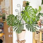 Coomin 32.6in Monstera Plant Support for Indoor Plants, 2P Trellis for Climbing Plants Indoor, Plant Climber Stakes for Potted Plants