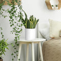 Planters 2 Pack 6.5 Inch Matte White Modern Plastic Pots with Saucers