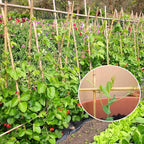 Plant Stakes,4.8FT Longer Sturdy Natural Bamboo Garden Stakes,GAGINANG 20Pcs Bamboo Sticks Trellis Support for Tomato, Vegetables Beans Trees Climbing Plants