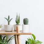 Planters Set of 6, 4 Inch White Plastic Modern Pots with Drainage Holes