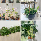 Avalution 16" Natural Bamboo Plants Trellis U-Hoop,Bamboo Gaeden Trellis U-Shape for Climbing Plant Support-10PCS