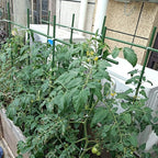2Feet 24inch Garden Stakes Sturdy Plant Sticks Support Tomato Stakes for Vegetable,Pack of 20