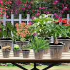5 Set 7 Inch Transparent Plastic Garden Pots with Saucer - Planter with Drainage Hole for Indoor and Outdoor Plants - Includes 10 Plant Labels